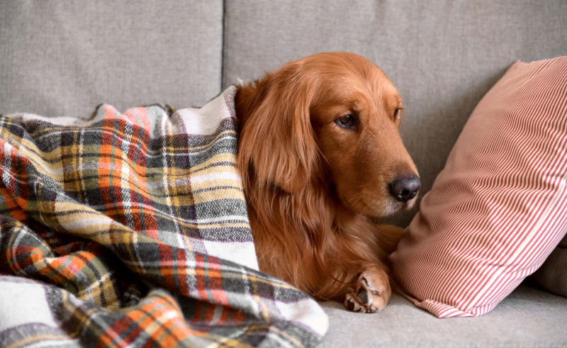 Westside Animal Emergency Clinic | Lithia Springs Animal Hospital